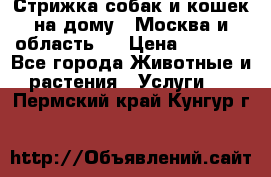 Стрижка собак и кошек на дому.  Москва и область.  › Цена ­ 1 200 - Все города Животные и растения » Услуги   . Пермский край,Кунгур г.